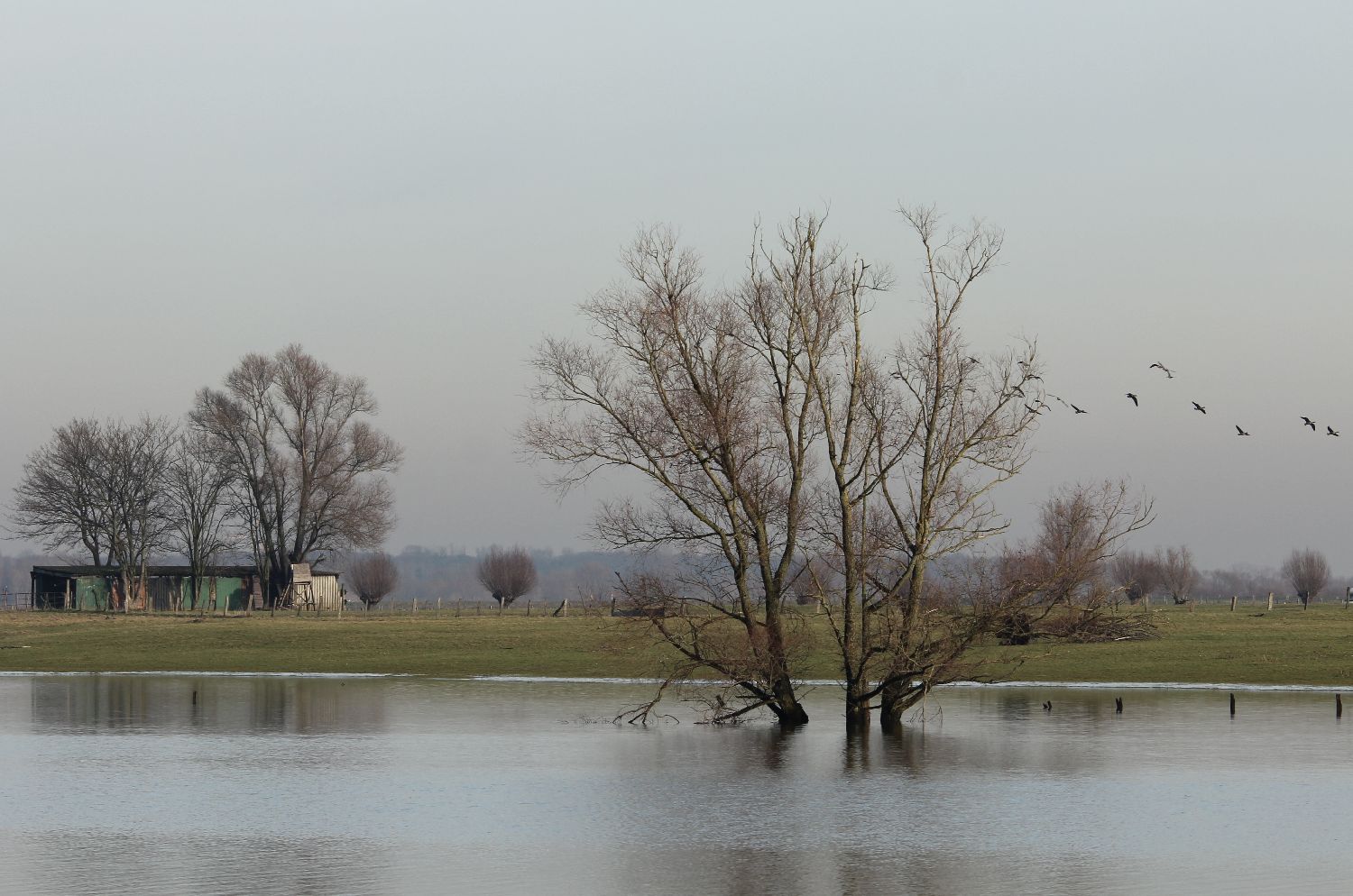 Bislicher Insel im Winter